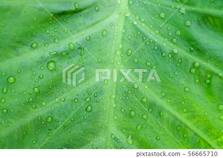 Green colocasia esculenta leaf Green colocasia esculenta leaf 56665710