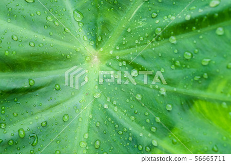 Green colocasia esculenta leaf Green colocasia esculenta leaf 56665711