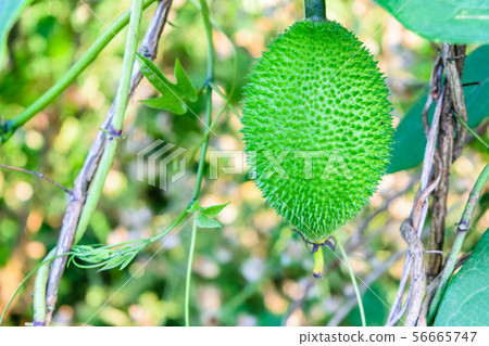 Baby Jackfruit, Spiny Bitter Gourd, Baby Jackfruit, Spiny Bitter Gourd, 56665747