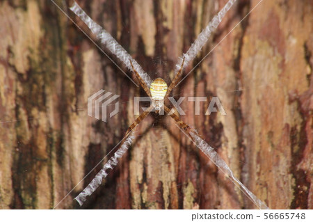 Cogalatidae Cogalatidae 56665748