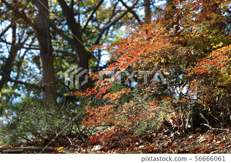 秋天的風景 秋天的風景 56666061