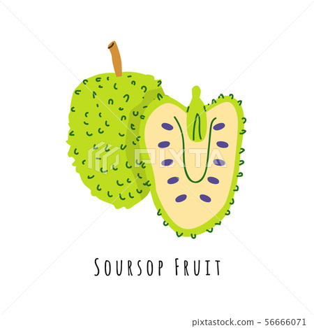 Soursop fruit flat vector illustration 56666071