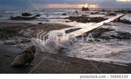 Niigata Prefecture Murakami City Iwagasaki Coastal Dusk Sea and Wave Foam Niigata Prefecture Murakami City Iwagasaki Coastal Dusk Sea and Wave Foam 56666109