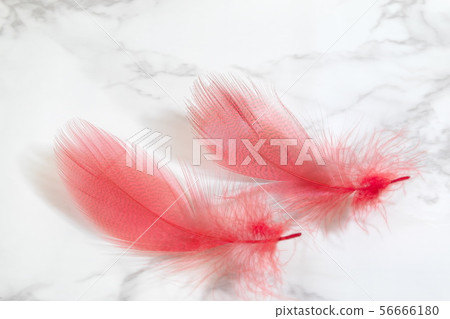 Red Feather 56666180