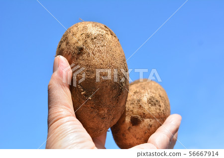 Jumbo potato harvest, mother Musamaru, father Tokachi, first field, vegetable image material Jumbo potato harvest, mother Musamaru, father Tokachi, first field, vegetable image material 56667914