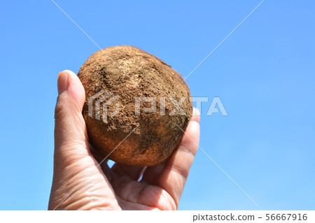 Jumbo potato harvest, mother Musamaru, father Tokachi, first field, vegetable image material Jumbo potato harvest, mother Musamaru, father Tokachi, first field, vegetable image material 56667916