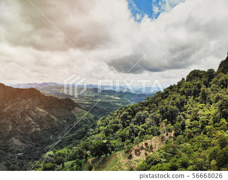 Coffee field with plants 56668026