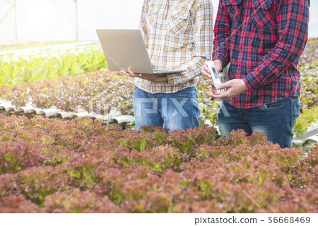 Vegetable farm employees are checking the data and 56668469