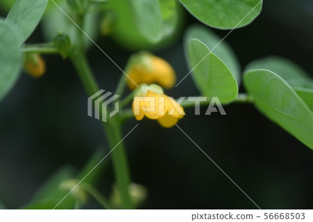 蝦花 蝦花 56668503