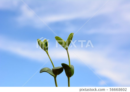 Edible bean sprout, blue sky, vegetable image material 56668602
