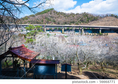 Takao Umego Tenjin Bairin Takao Tenmangu（東京八王子市）2019年3月 56668771