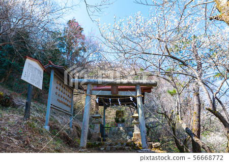 Takao Tenmangu Shrine Tenjin Bairin Takao Umego（東京八王子市）2019年3月 56668772