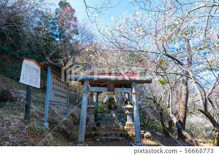 Takao Tenmangu Shrine Tenjin Bairin Takao Umego（東京八王子市）2019年3月 56668773