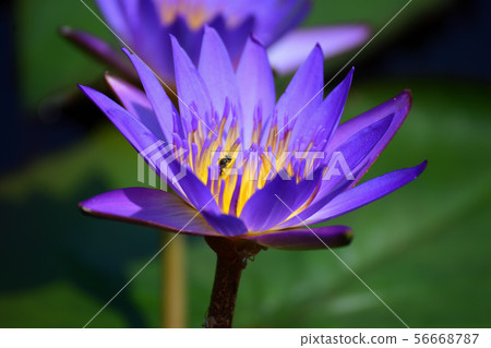 Karui Lotus Garden Water Lotus Karui Lotus Garden Water Lotus 56668787