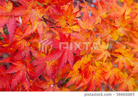 Red Yellow autumn maple leaves close up detail 56668865