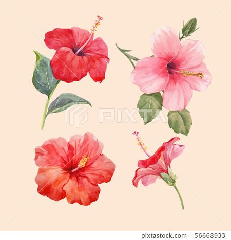 Watercolor hibiscus illustrations vector set 56668933
