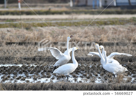 Tundra swan 56669027