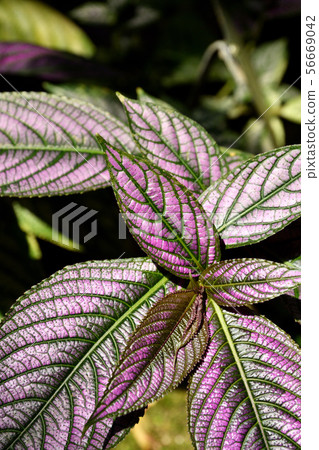Plant: Uramrasaki (Sciurus) Plant: Uramrasaki (Sciurus) 56669042