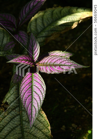 植物：Uramrasaki（Sciurus） 56669045