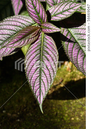Plant: Uramrasaki (Sciurus) Plant: Uramrasaki (Sciurus) 56669047