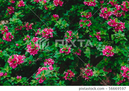 Pink bougainvillea flowers and fresh green leaves 56669597