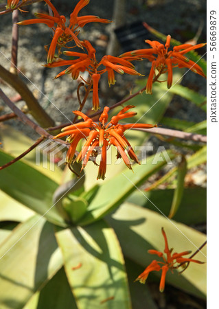 Plant: Aloe Killialis, Forget-me-not Family, Sayuri Nishiki Plant: Aloe Killialis, Forget-me-not Family, Sayuri Nishiki 56669879
