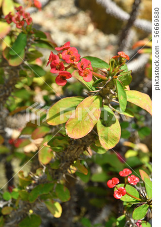Plant: Hana killin Euphorbiaceae Plant: Hana killin Euphorbiaceae 56669880