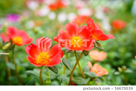 紅花	 56670039