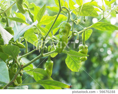 Shining Shishito 56670288