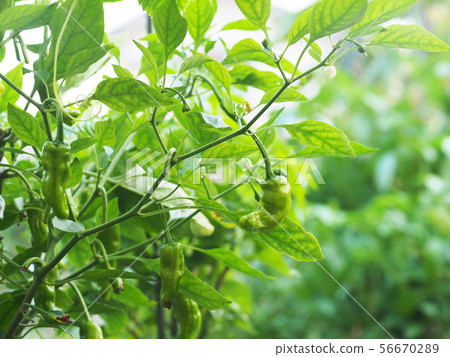 Shishito grow in the field 56670289