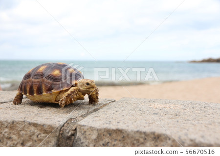 蘇卡達象龜 56670516