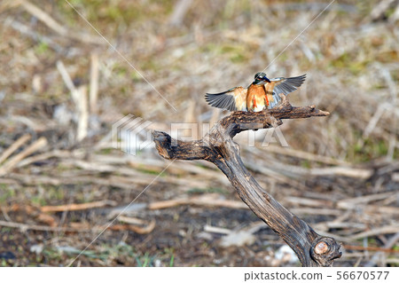 翠鳥 翠鳥 56670577