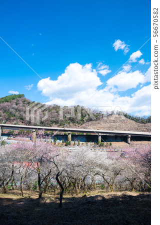 Takao Umego Tenjin Umebayashi(東京八王子市)2019年3月 Takao Umego Tenjin Umebayashi(東京八王子市)2019年3月 56670582