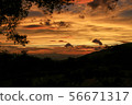 Dusk of early summer 56671317