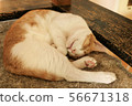 Good night cat 56671318