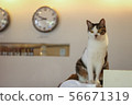 A cat that takes time 56671319