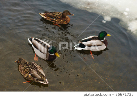 Ducks in the winter pond 56671723