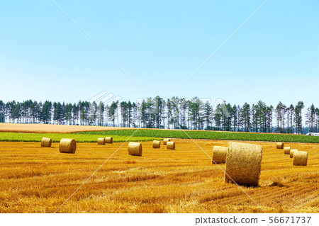 Rolled straw rolls in the field 56671737