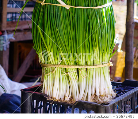Bunches of green onions 56672495