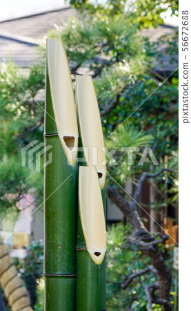 Green bamboo for decorations 56672688