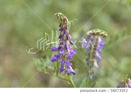  多花野碗豆 56673952