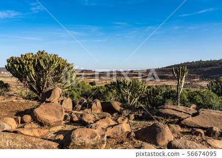 candelabra trees around historical city Axum - Ethiopia 56674095