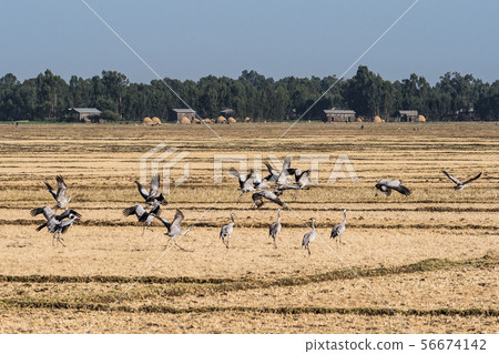 A flock of ethiopian cranes in flight. Seen in Bahir Dar, Ethiopia 56674142