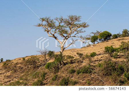 Landscape view near the Blue Nile falls, Tis-Isat in Ethiopia, Africa 56674143