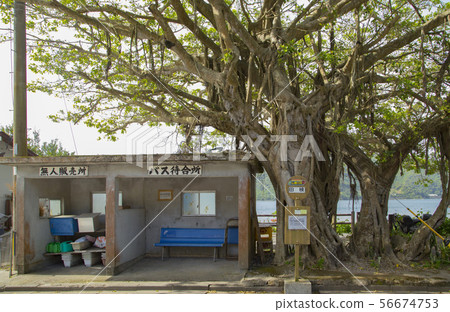 採取的榕樹和巴士站 採取的榕樹和巴士站 56674753