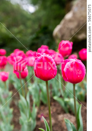 臺灣桃園桃源仙谷鬱金香Asia Taiwan Taoyuan Tulip 臺灣桃園桃源仙谷鬱金香Asia Taiwan Taoyuan Tulip 56675075