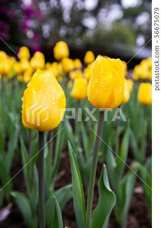 臺灣桃園桃源仙谷鬱金香Asia Taiwan Taoyuan Tulip 臺灣桃園桃源仙谷鬱金香Asia Taiwan Taoyuan Tulip 56675079