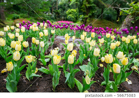 Taiwan Taoyuan Taoyuan Sentosa Tulip Asia Taiwan Taoyuan Tulip 56675083