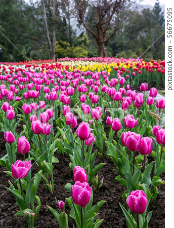 臺灣桃園桃源仙谷鬱金香Asia Taiwan Taoyuan Tulip 臺灣桃園桃源仙谷鬱金香Asia Taiwan Taoyuan Tulip 56675095