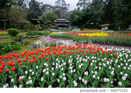 臺灣桃園桃源仙谷鬱金香Asia Taiwan Taoyuan Tulip 臺灣桃園桃源仙谷鬱金香Asia Taiwan Taoyuan Tulip 56675101
